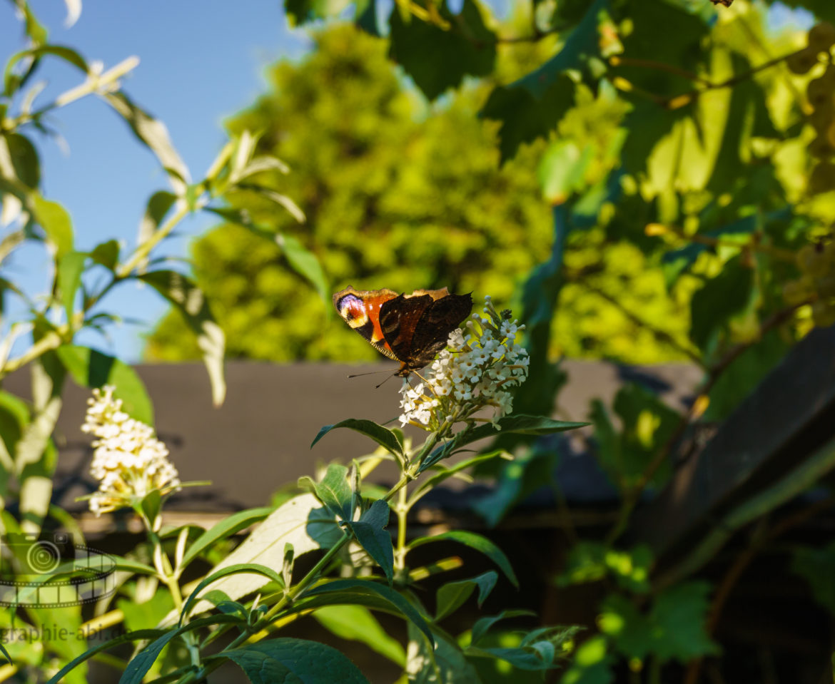 Konserve – Schmetterling im Sommerflieder