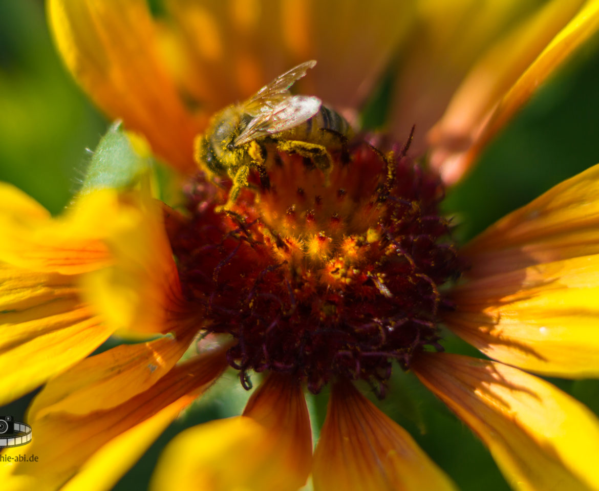 Makro – Biene in einer Korkadenblume