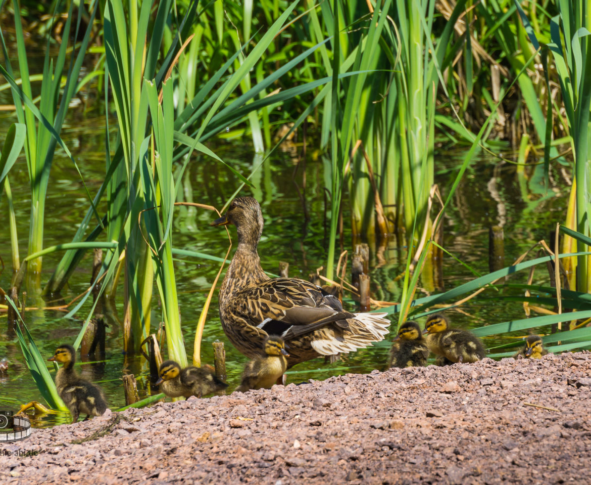 Ente mit ihren Küken – Steinbruch Petersberg