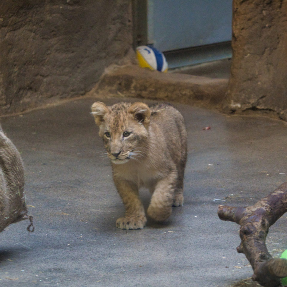 März 2020 – Zoo Leipzig – Kiran und die kleinen Löwen