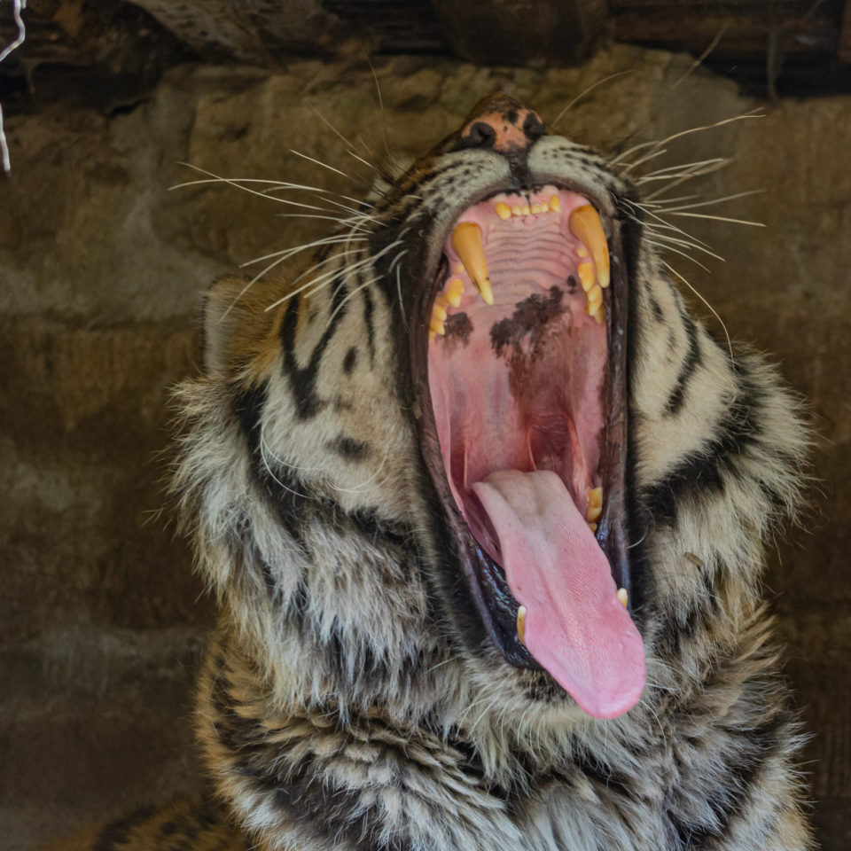 Mai 2020 – Die Sibirischen Tiger im Zoo Aschersleben