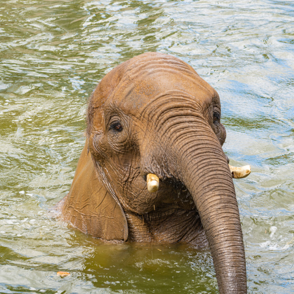 Juli 2020 – Elefantenbaden im Bergzoo Halle (Saale)