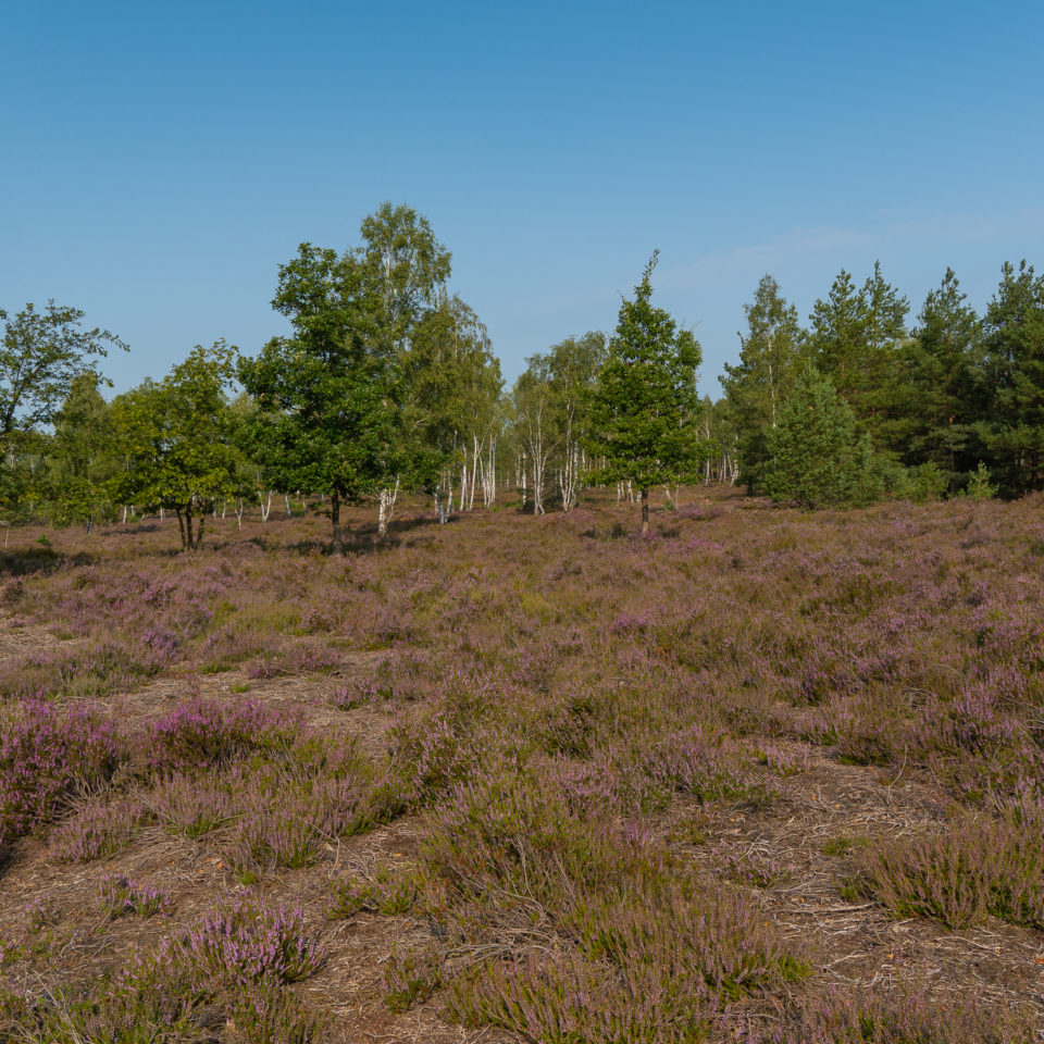 August 2021 – Naturpark Niederlausitzer Heide