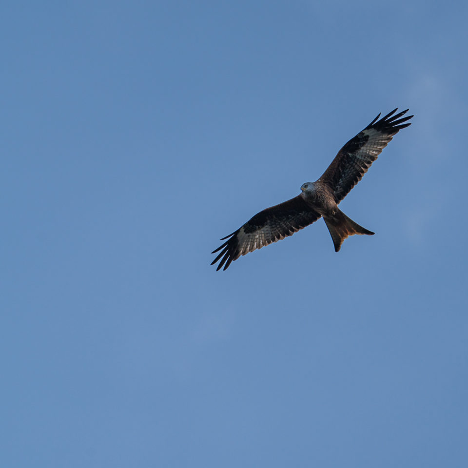 Januar 2022 – Vogelfotografie auf den Muldewiesen
