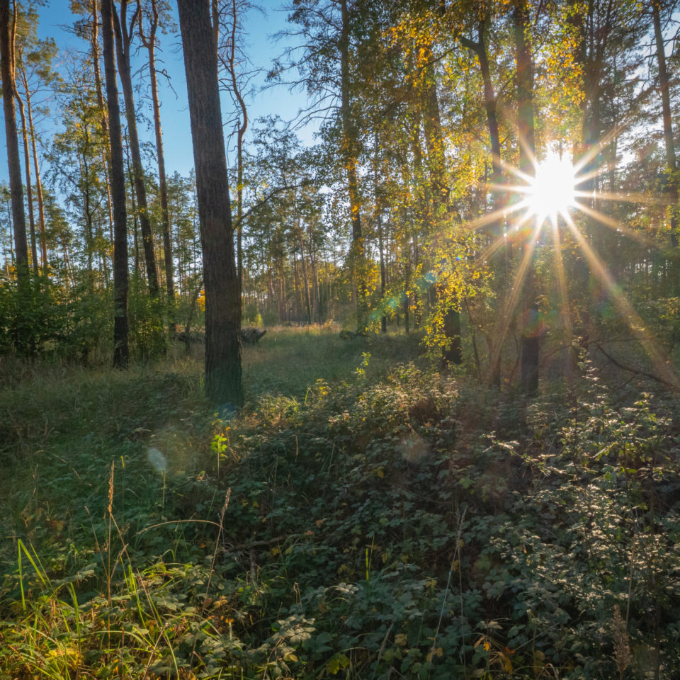 Oktober 2022 – Waldspaziergang im Herbst