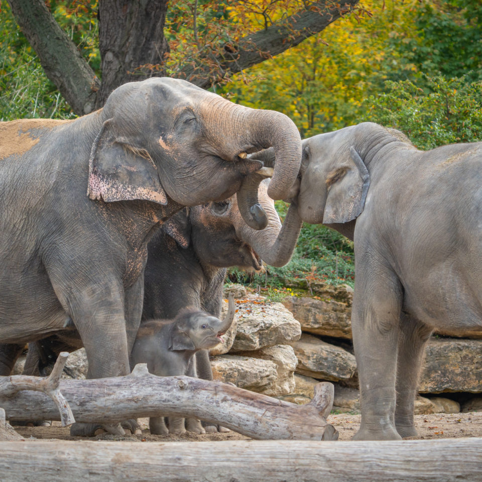 Oktober 2022 – Zoo Leipzig – Ein kleiner Elefant ist da
