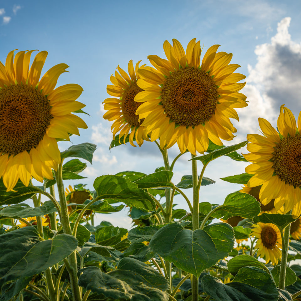 Juli 2023 – Sonnenblumen am Feldrand